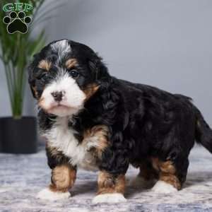 Diamond, Mini Bernedoodle Puppy